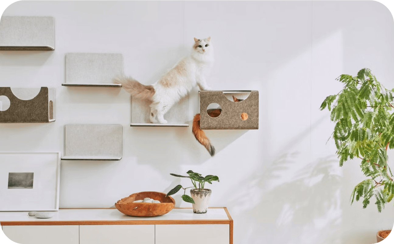 にゃんこに自由を！「猫壁（にゃんぺき）」