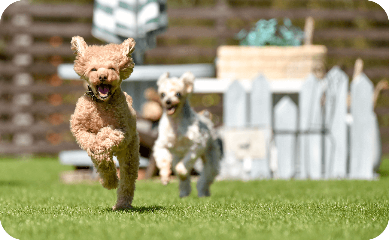 走って！ゴロゴロして！“ペットのための”人工芝。