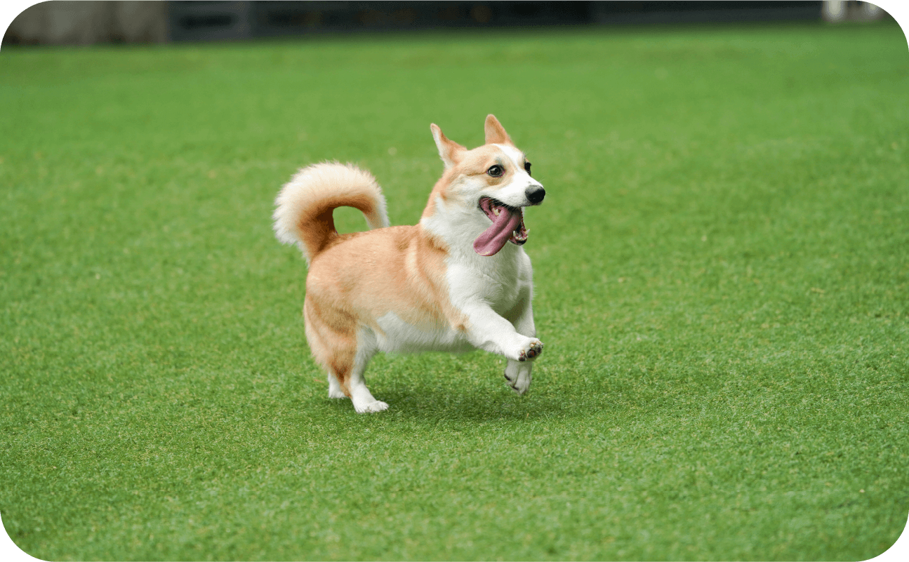 走って！ゴロゴロして！“ペットのための”人工芝。